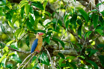 Pelargopsis capensis in Tanjung Puting National Park a colorful kingfisher showing the vibrant wildlife of Borneo’s rainforest.