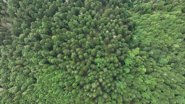 Aerial view of a dense forest with vibrant green treetops creating a lush canopy, highlighting the natural beauty of the landscape, Fellering, Grand Est, France.