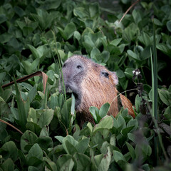 Capybara in Water Searching for Food