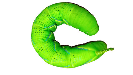 Full view of a large, plump green tomato hornworm caterpillar showing its segmented body and small...
