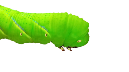 Close-up of a bright green tomato hornworm caterpillar with prominent eyespots and a curled horn at the tail, isolated on a transparent background