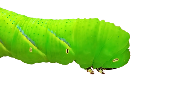 Close-up of a bright green tomato hornworm caterpillar with prominent eyespots and a curled horn at the tail, isolated on a transparent background