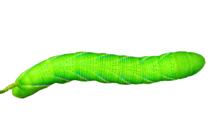 Full view of a large, plump green tomato hornworm caterpillar showing its segmented body and small legs, isolated on transparent background