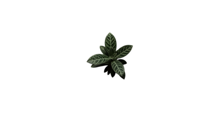 Closeup of a vibrant episcia cupreata plant isolated on transparent background