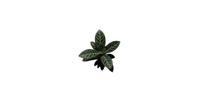 Closeup of a vibrant episcia cupreata plant isolated on transparent background