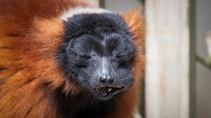 Obraz premium Captive Red Ruffed Lemur Feeding