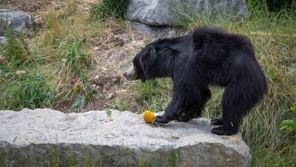 Sloth Bear in Search of Food