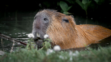 Capybara in Water Searching for Food