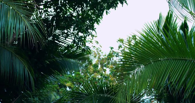 bright sky peeks through leafy canopy, intertwined fronds of palms partially unveil shining sky above, overlapping foliage of palms allows glimpses of luminous blue sky overhead and beyond