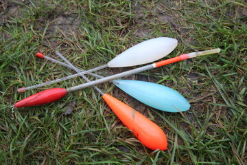  verschiedene Sbirolino auf Wiese, Sbirolinos