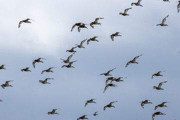 Black Tailed Godwit (Limosa limosa) Common in Wetlands and Mudflats Bull Island Dublin