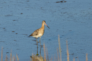 Black Tailed Godwit (Limosa limosa) Common in Wetlands and Mudflats Bull Island Dublin