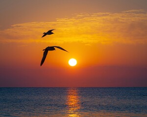 Florida beach sunrise with seagulls