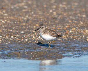 Least sandpiper on a Florida beach