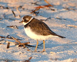 Semipalmated Plover on a Florida Beach