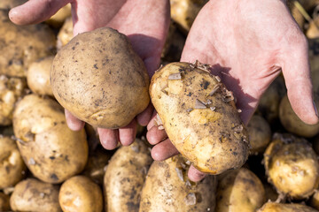 human hands are holding potatoes