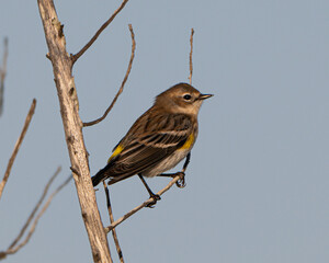 Yellow rumped warbler perched on a branch