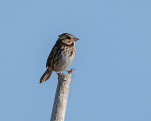 Song sparrow perched on a branch