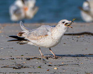 Ring billed gull feeding on a Florida beach