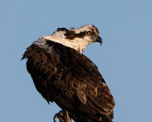 Osprey posing on a branch