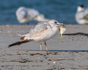 Ring billed gull feeding on a Florida beach