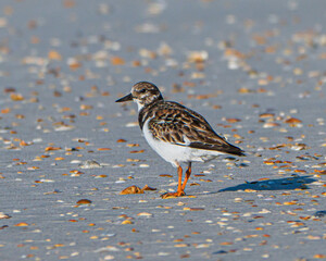 Ruddy Turnstone a beach with shells