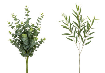 Two types of green leafy branches with round and elongated leaves isolated on a transparent background