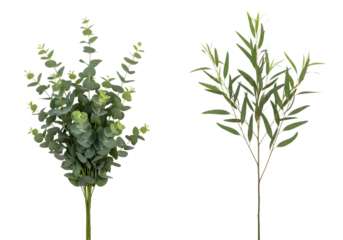 Two types of green leafy branches with round and elongated leaves isolated on a transparent background