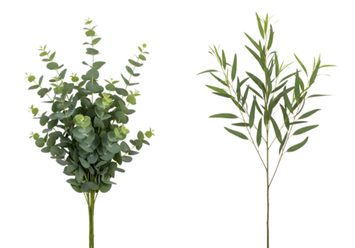 Two types of green leafy branches with round and elongated leaves isolated on a transparent background