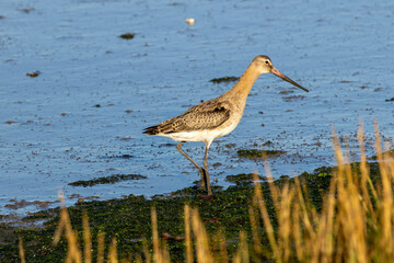 Black Tailed Godwit (Limosa limosa) Common in Wetlands and Mudflats Bull Island Dublin