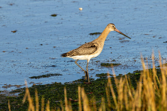 Black Tailed Godwit (Limosa limosa) Common in Wetlands and Mudflats Bull Island Dublin