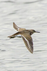 Common Sandpiper (Actitis hypoleucos) - Widespread on European rivers lakes Swords Estuary Dublin