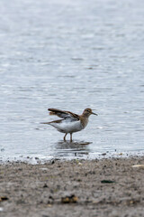 Common Sandpiper (Actitis hypoleucos) - Widespread on European rivers lakes Swords Estuary Dublin