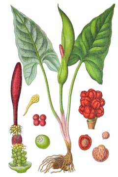 Der Gefleckte Aronstab Arum maculatum, auch Ronenkraut, Aasblume, Fieberwurz, gefleckter deutsche Ingwer, Johanneshaupt, Kesselfallenblume, Lungenkraut, Magenkraut, Pfingstblume,  Zahnkraut,