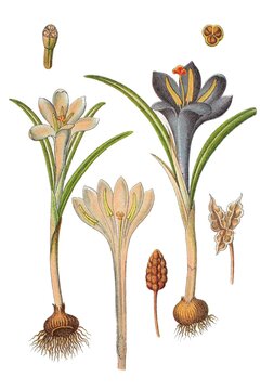 Alpensafran, Crosus parviflorus, Heil- und Nutzpflanze