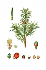 Europaeische Eibe, Taxus baccata, auch Gemeine Eibe oder nur Eibe genannt, Heil- und Nutzpflanzen