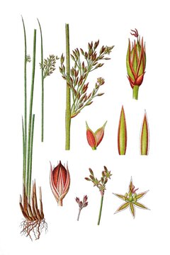Blaeuliche Binse, juncus glaucus