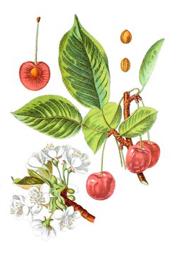Sauerkirsche oder Weichselkirsche, in &Ouml;sterreich und der Schweiz oft kurz Weichsel genannt, Prunus cerasus, Heil- und Nutzpflanzen