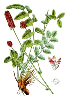Der Grosse Wiesenknopf Sanguisorba officinalis, Heil- und Nutzpflanzen