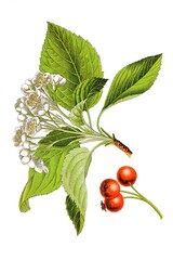 Mehlbeeren Sorbus, auch Vogelbeeren, Ebereschen oder Elsbeeren