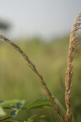 a work of art that can only be enjoyed by ourselves and makes us happy when we look at it