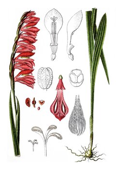 Dachzieglige Gladiole oder Wiesen-Siegwurz Gladiolus imbricatus