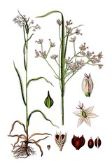 Echte Hainsimse, Luzula angustifolia © Bildagentur-o