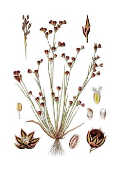 Sand-Binse Juncus tenageia