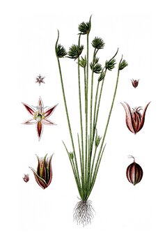 Binse, Kopf- Juncus capitatus