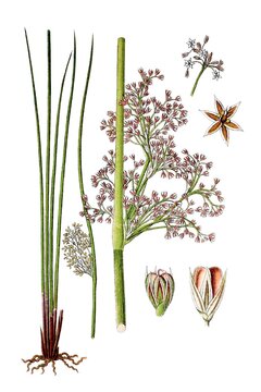 Flatter-Binse Juncus effusus