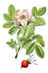 Apfel-Rose Rosa villosa, Syn.: Rosa pomifera, Heil- und Nutzpflanzen