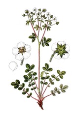 Felsen-Fingerkraut Potentilla rupestris, auch Stein-Fingerkraut, Heil- und Nutzpflanze