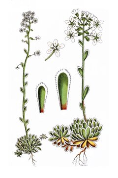 Hauslauch-Steinbrech, auch Immergruener Steinbrech, Saxifraga aizoon