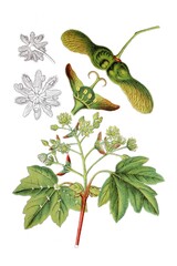 Massholder, Ahorn, Feldahorn, Acer campestre, Heil- und Nutzpflanzen